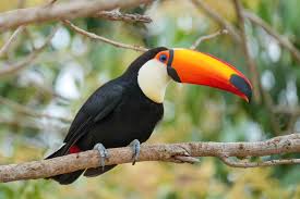 Tucán grande (Ramphastos toco)