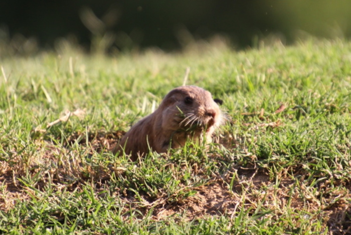 Tuco-tuco correntino (Ctenomys dorbignyi)