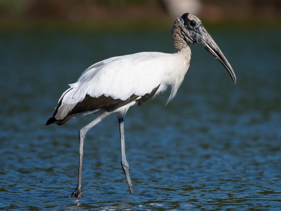 Tuyuyú (Mycteria americana) en los Esteros del Iberá