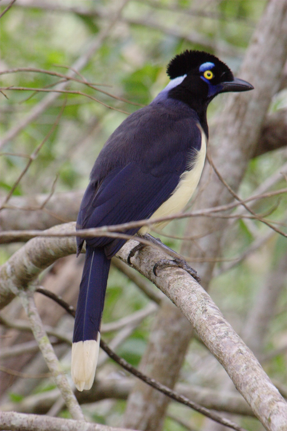 Urraca criolla (Cyanocorax chrysops)