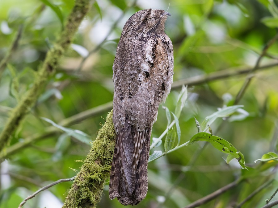 Urutaú (Nyctibius griseus)