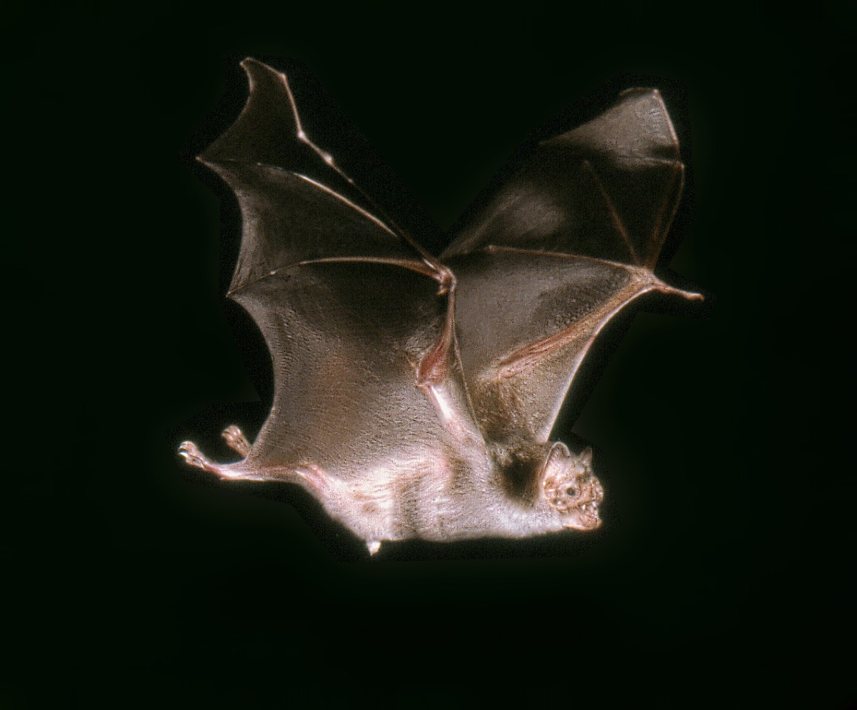 Common Vampire Bat (Desmodus rotundus)