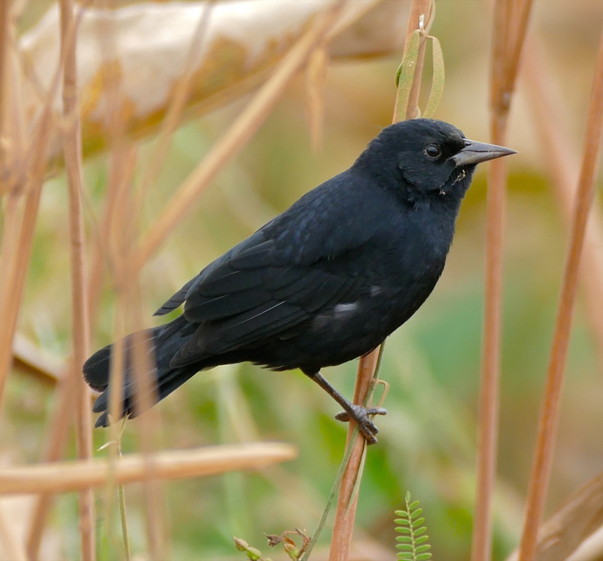 Varillero negro (Agelasticus cyanopus)