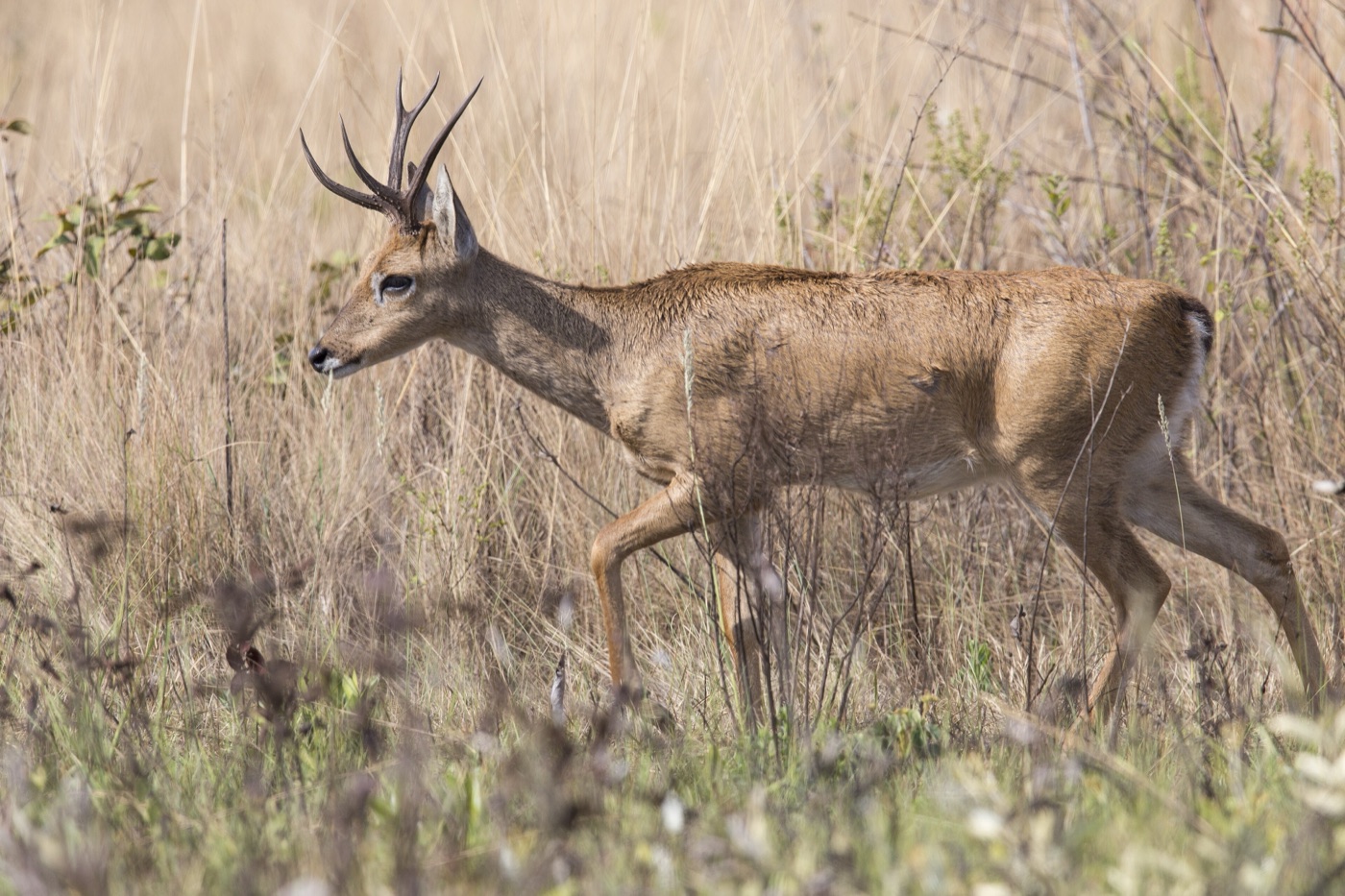 Venado de las pampas en los Esteros del Iberá
