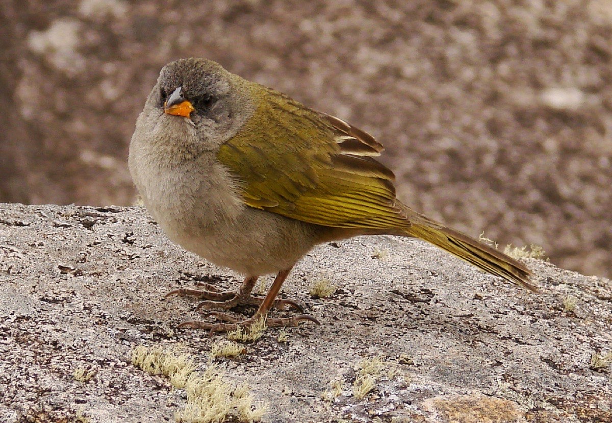 Great Pampa-Finch (Embernagra platensis)