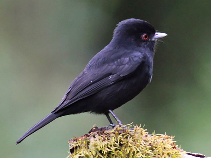 Viudita pico celeste (Knipolegus cyanirostris)