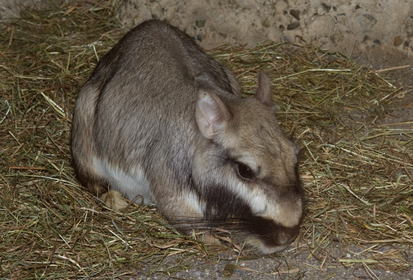 Vizcacha (Lagostomus maximus) en los Esteros del Iberá