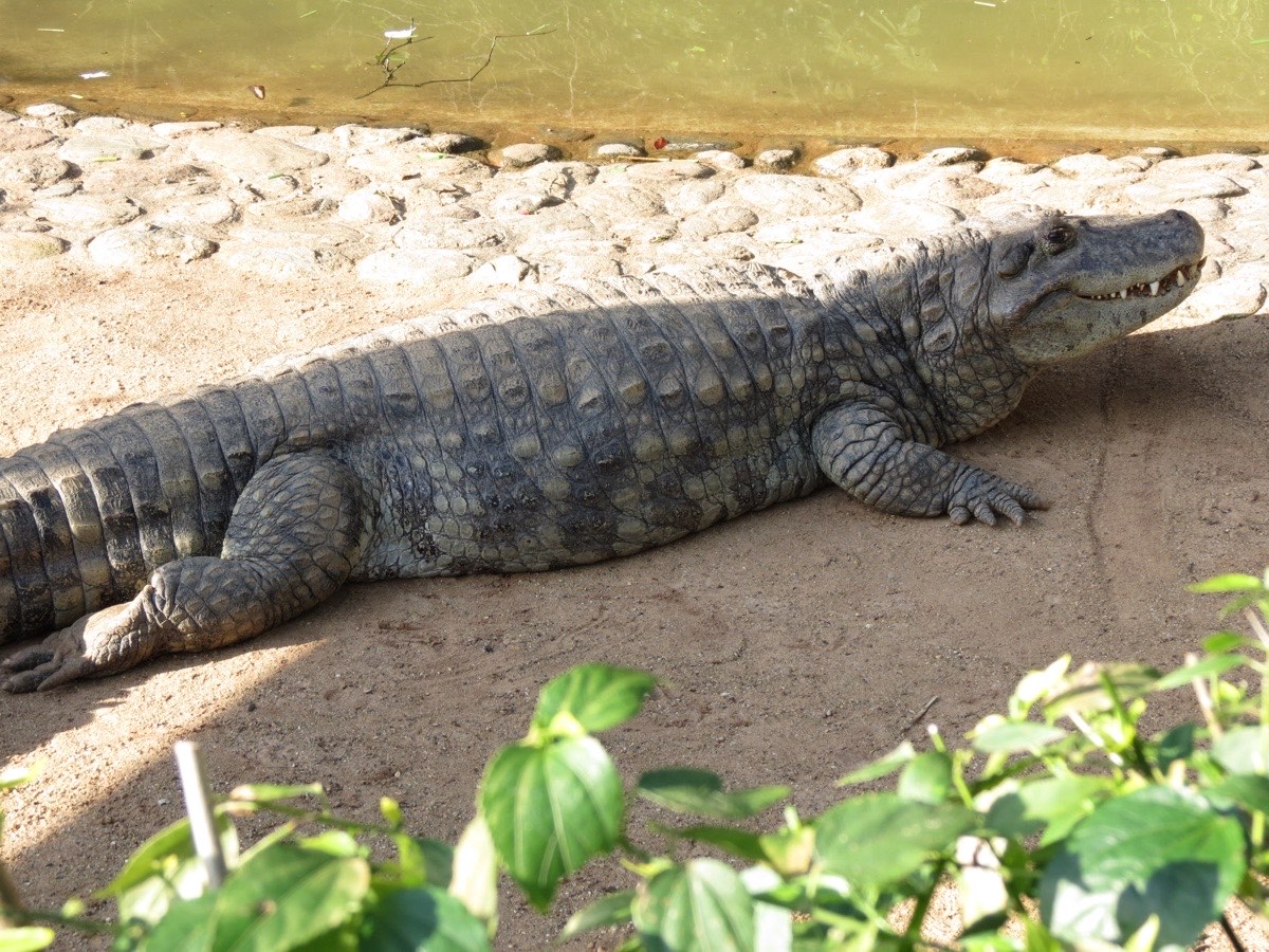 Broad-snouted caiman (Caiman latirostris)