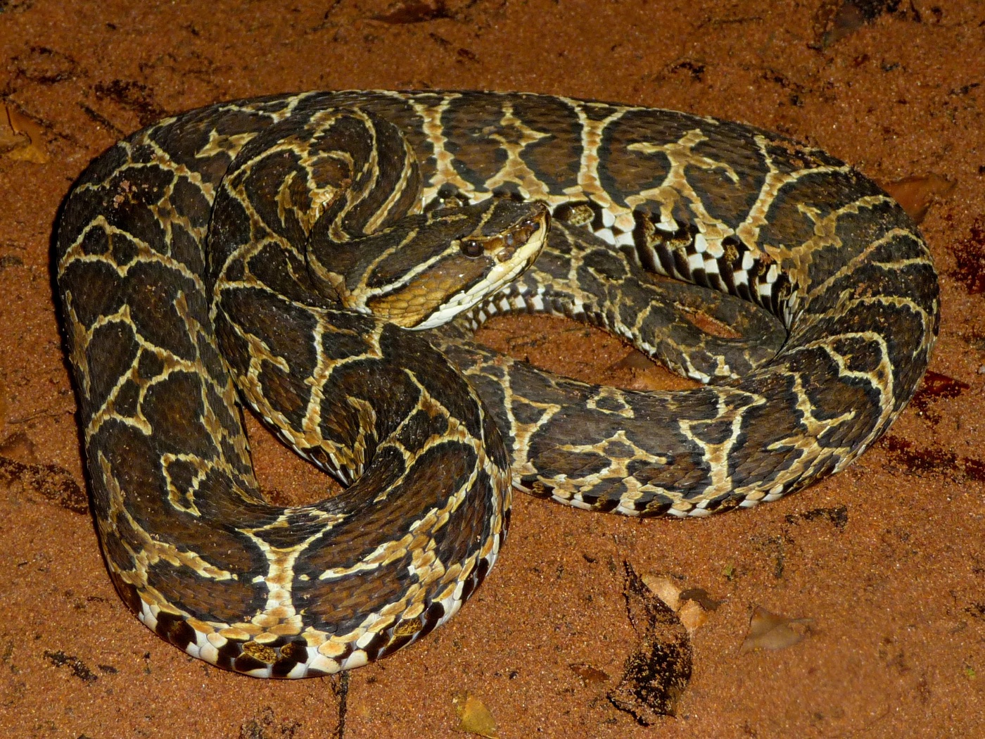 Yarará grande en los Esteros del Iberá