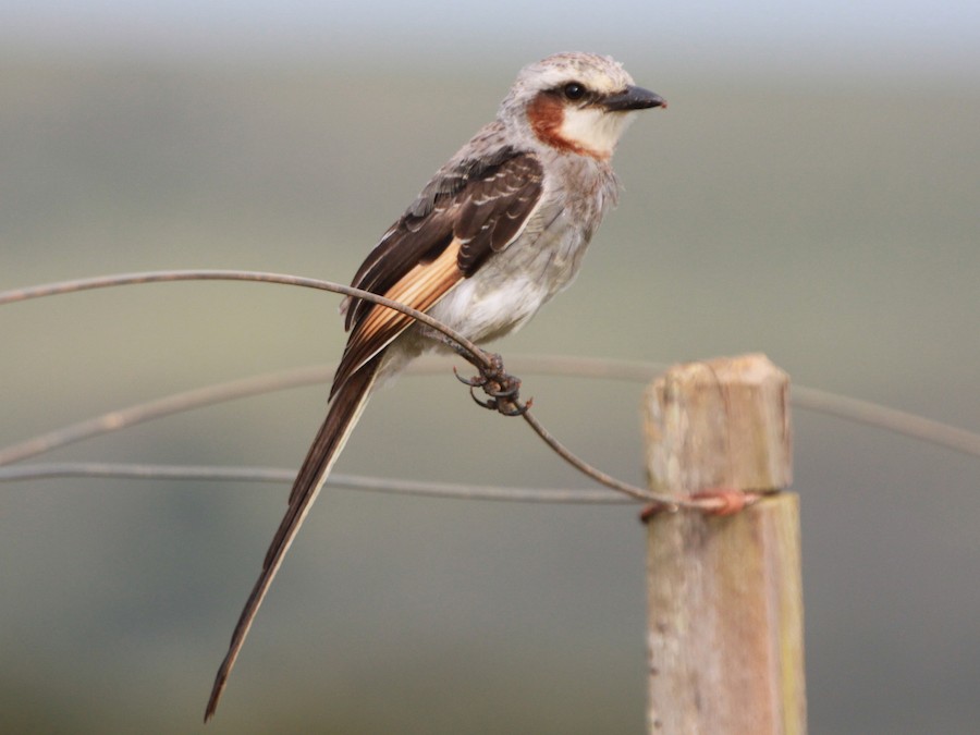 Yetapá grande (Gubernetes yetapa)