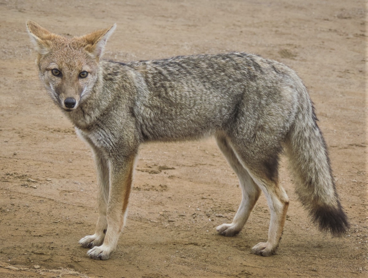 Pampas Fox (Lycalopex gymnocercus)