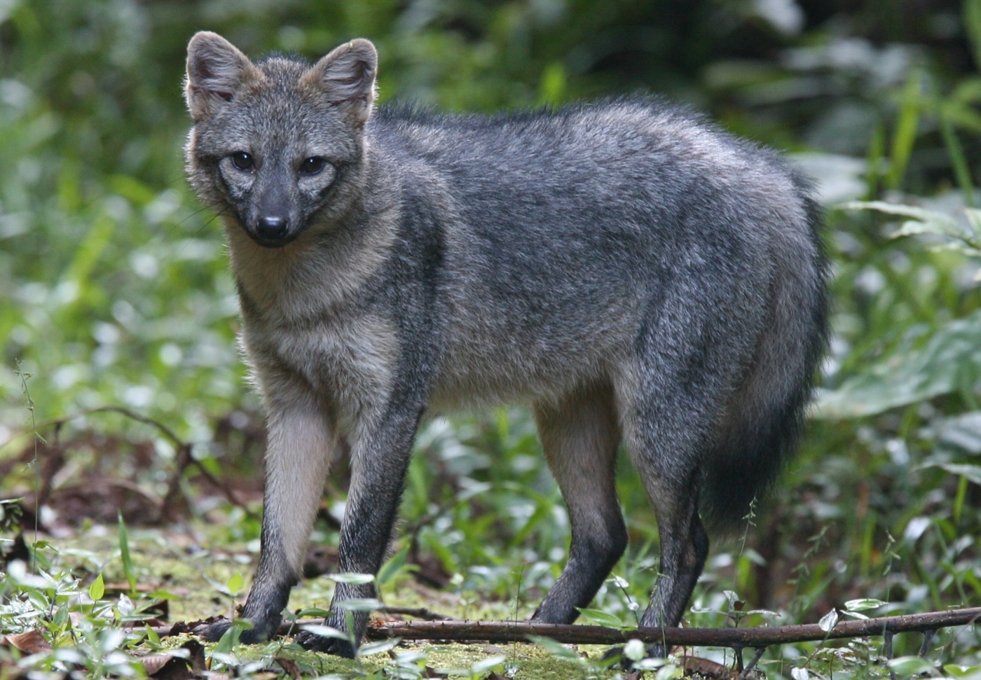 Zorro de monte (Cerdocyon thous)