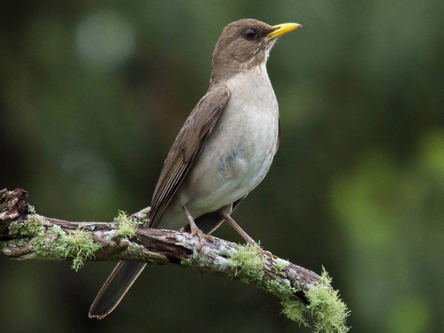 Zorzal chalchalero (Turdus amaurochalinus)