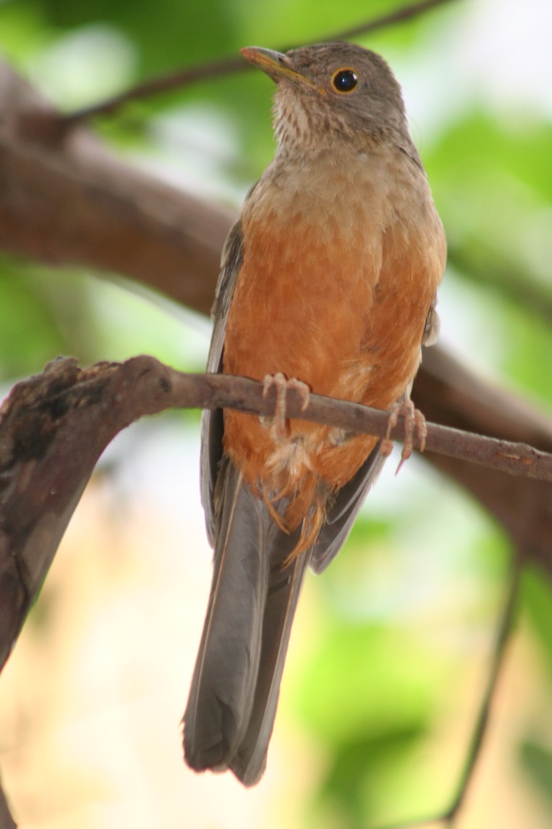 Zorzal colorado (Turdus rufiventris)