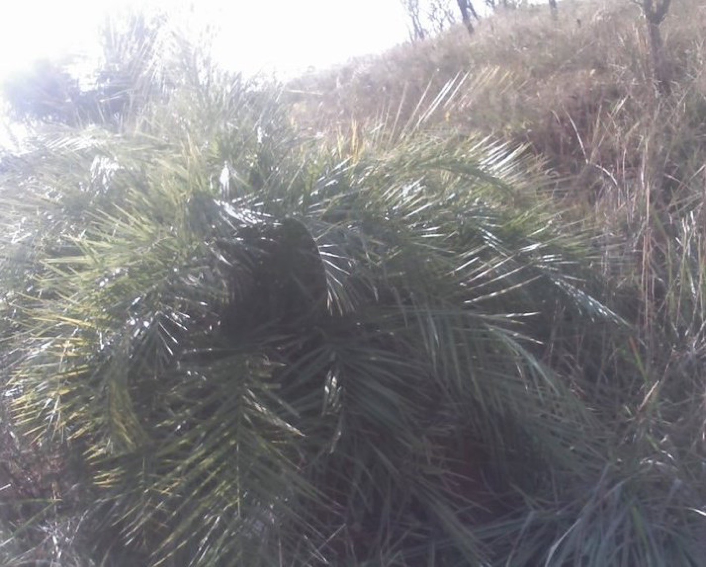 Carandilla