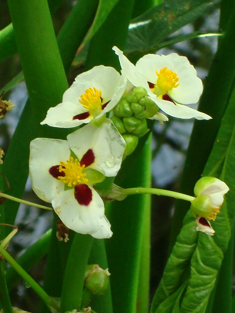 Cucharero