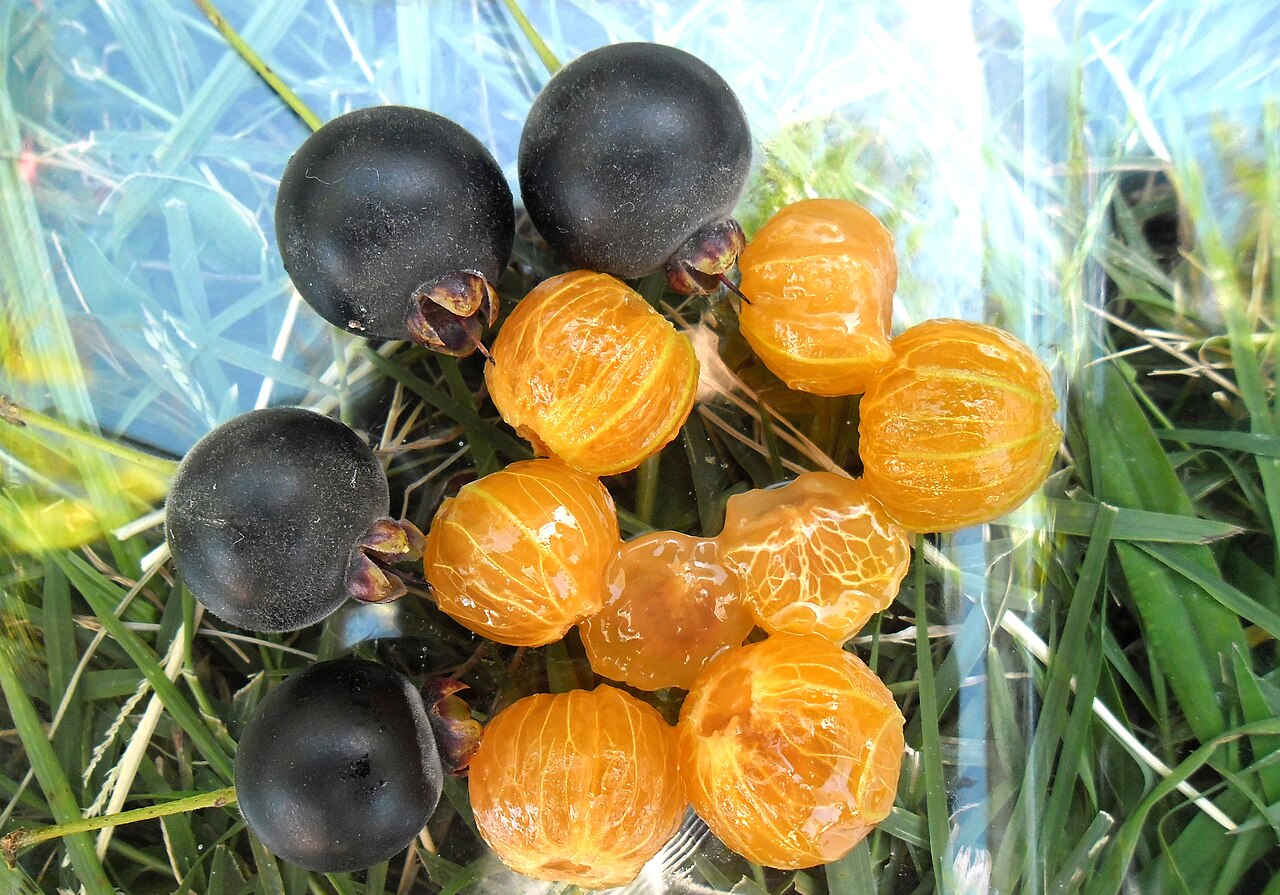Guabiyú