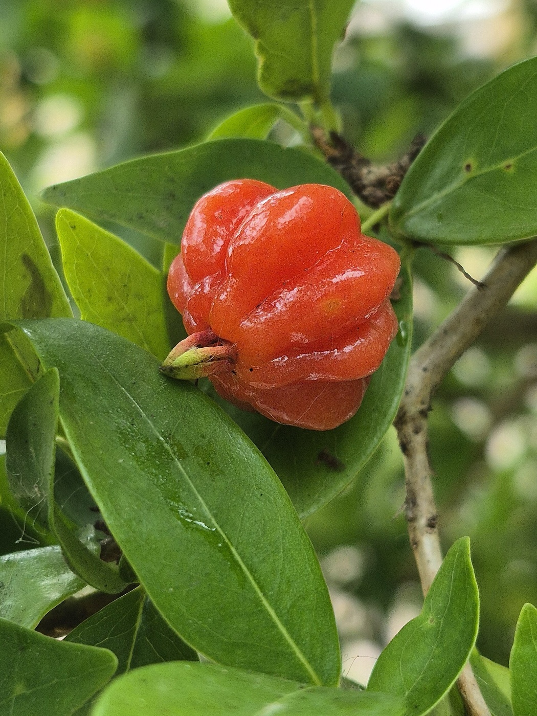 Guayabo de monte