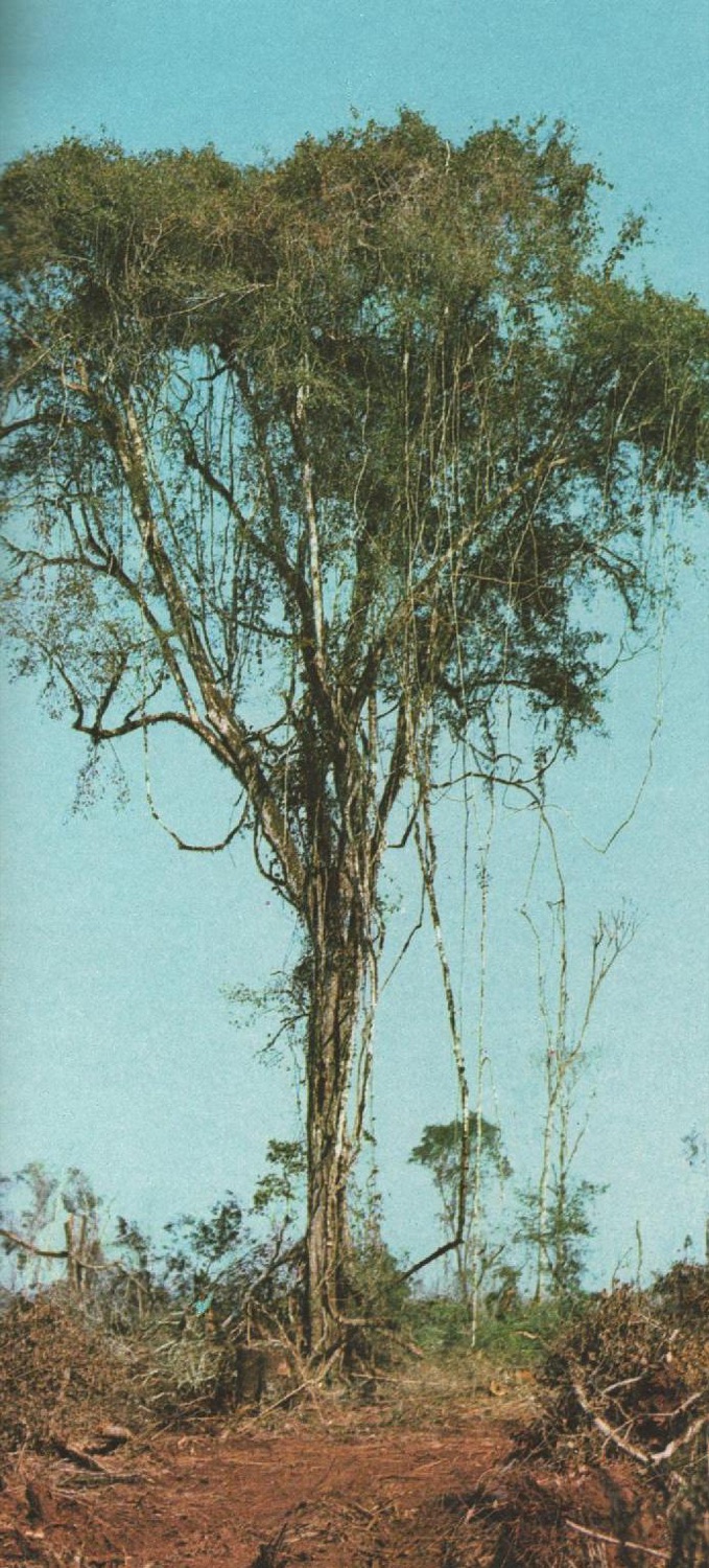 Guayaibí