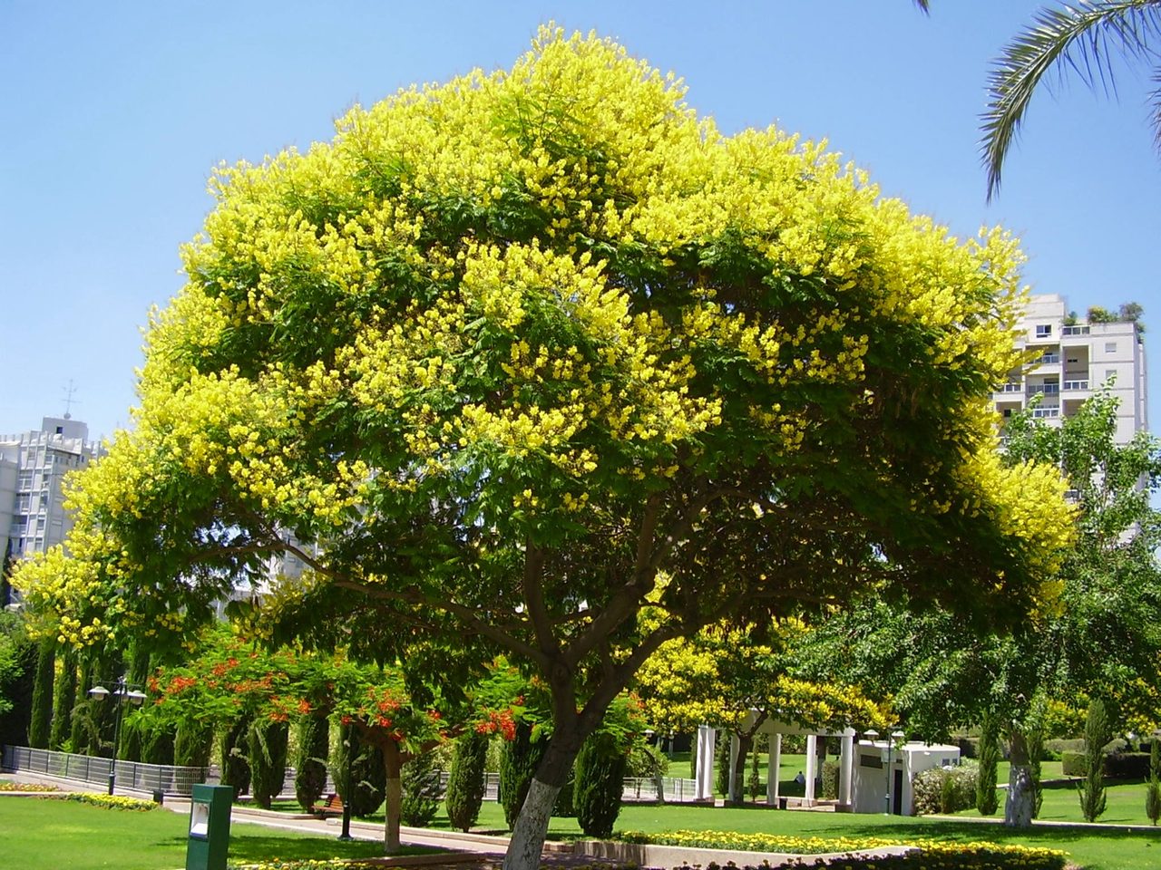 Ibirapitá