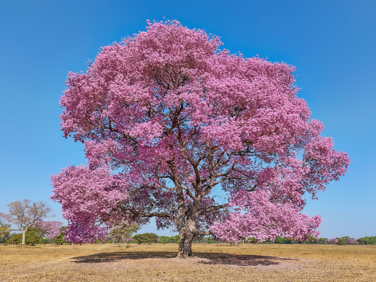 Lapacho rosado