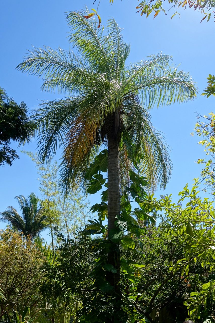 Palmera mbocayá