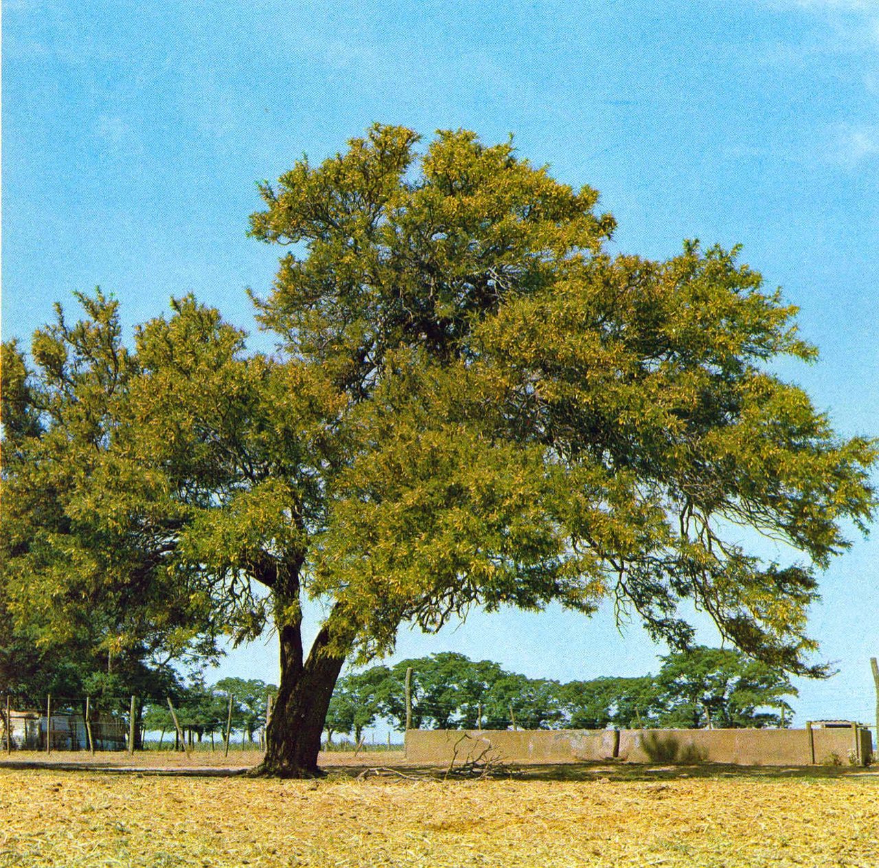 Ñandubay