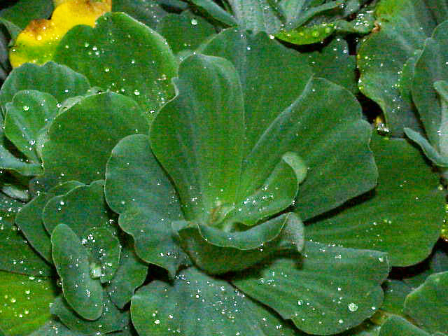 Repollito de agua