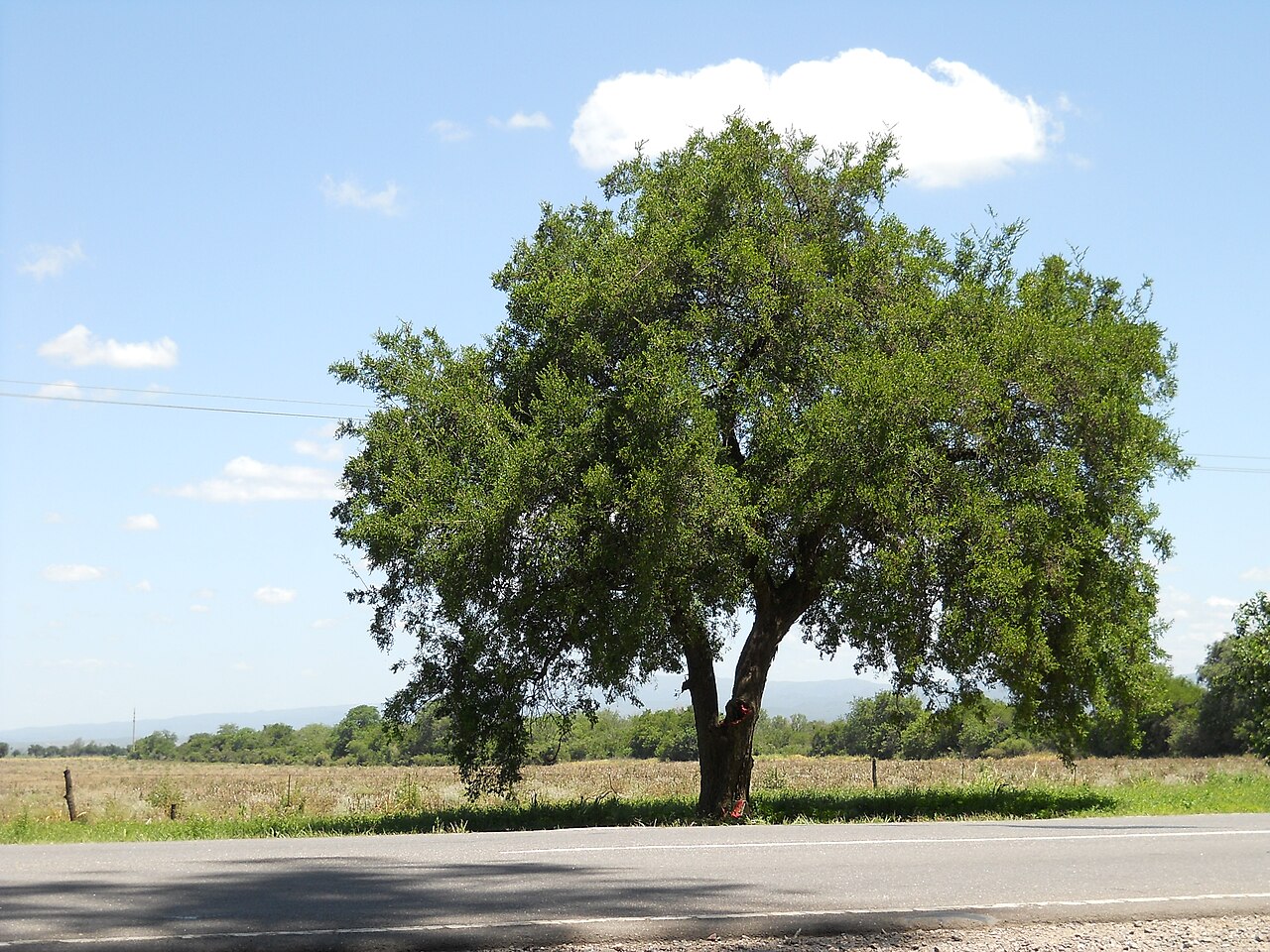 Tala