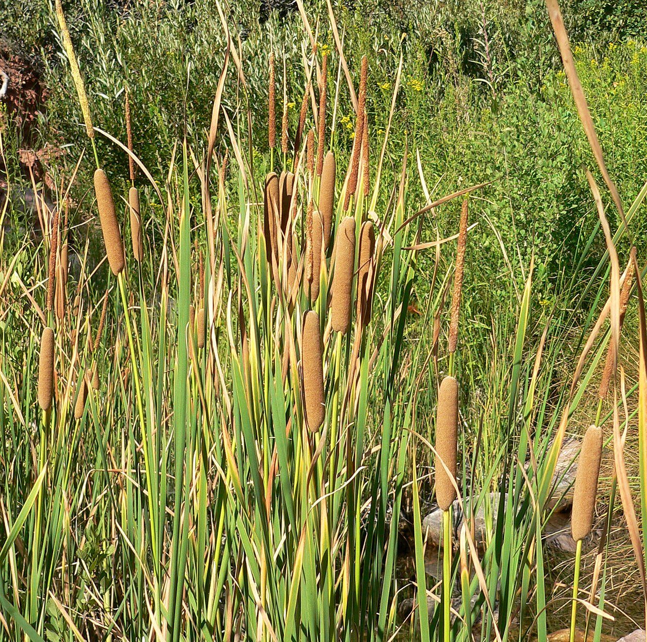 Totora