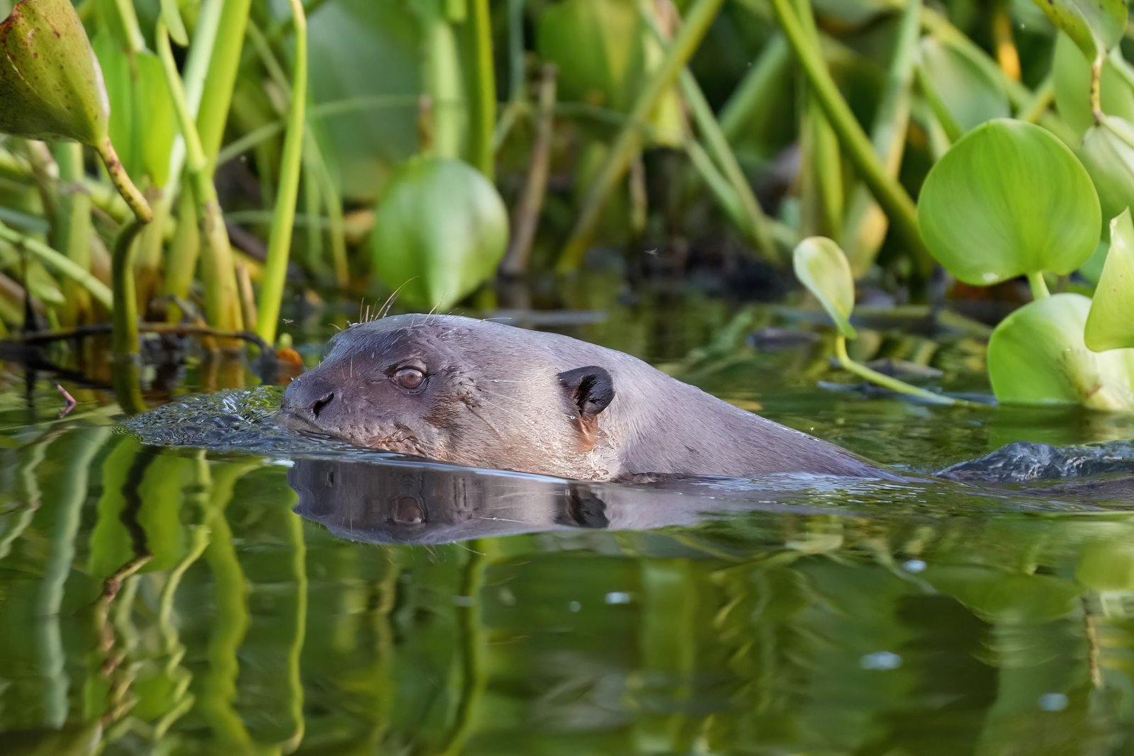Nutria gigante en el Iberá: un año libre, y por qué todavía no se ve
