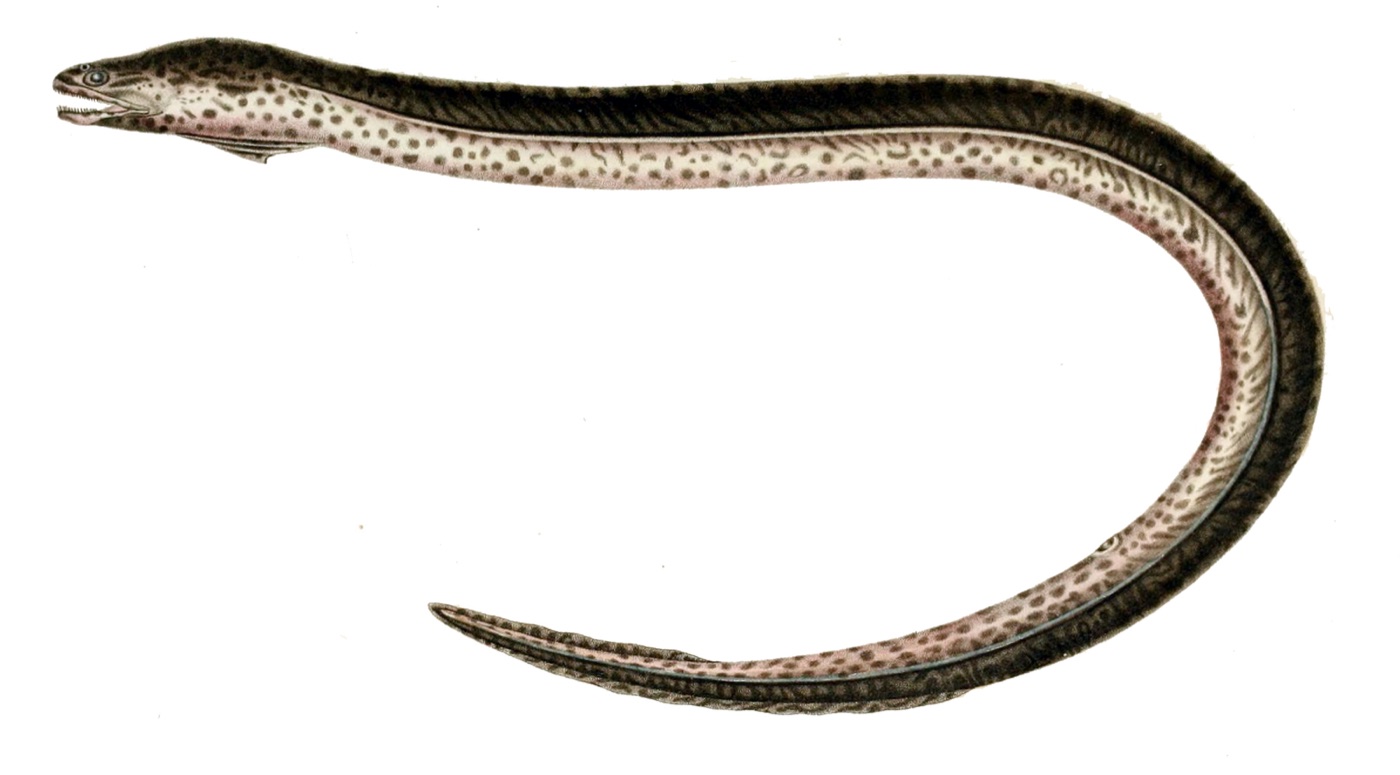 Anguila criolla (Synbranchus marmoratus)