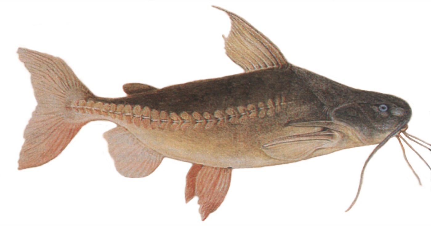 Armado (Pterodoras granulosus)