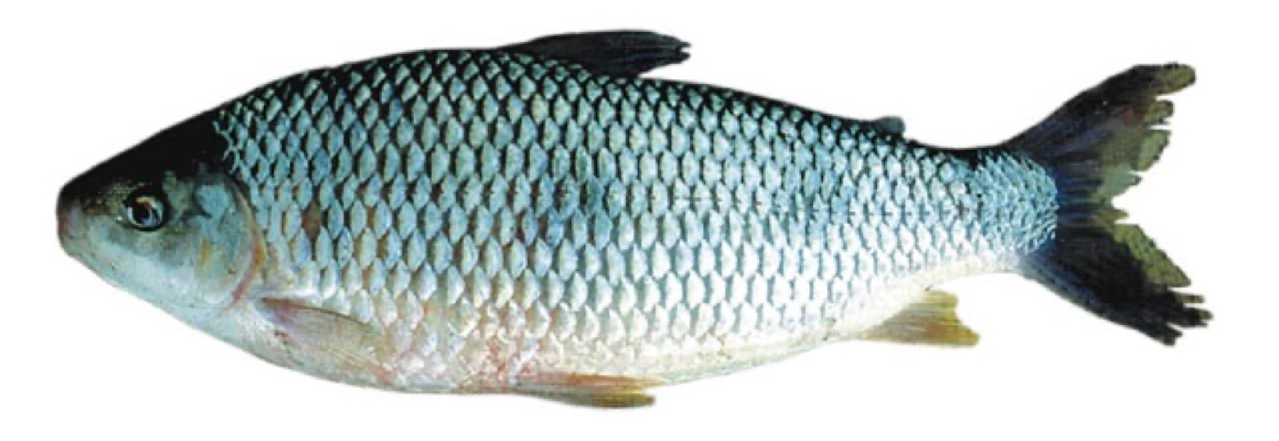 Boga (Megaleporinus obtusidens)