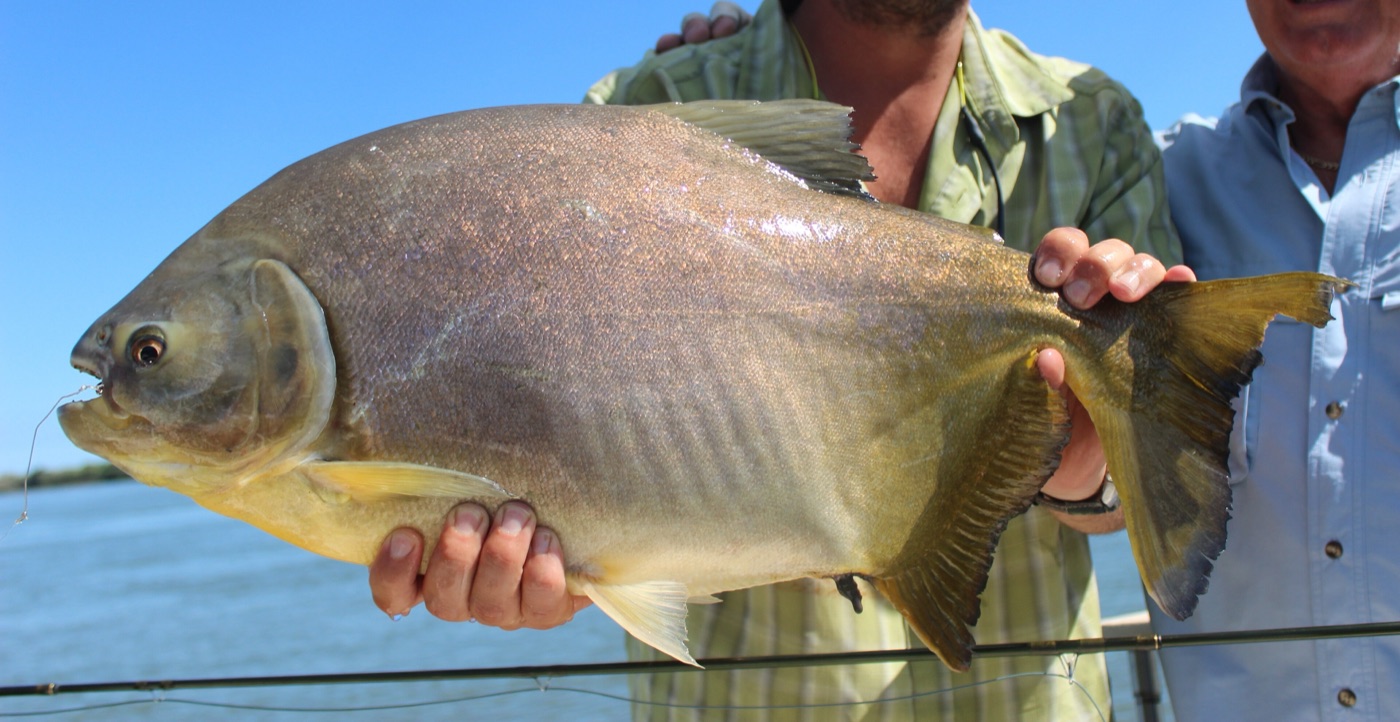 Pacú (Piaractus mesopotamicus)
