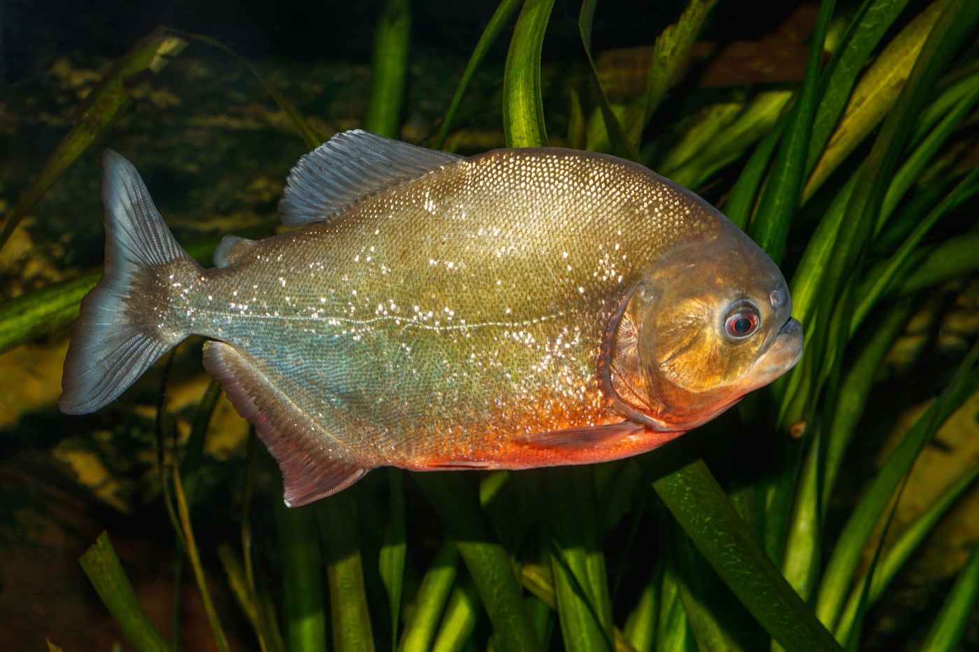 Palometa (Pygocentrus nattereri)