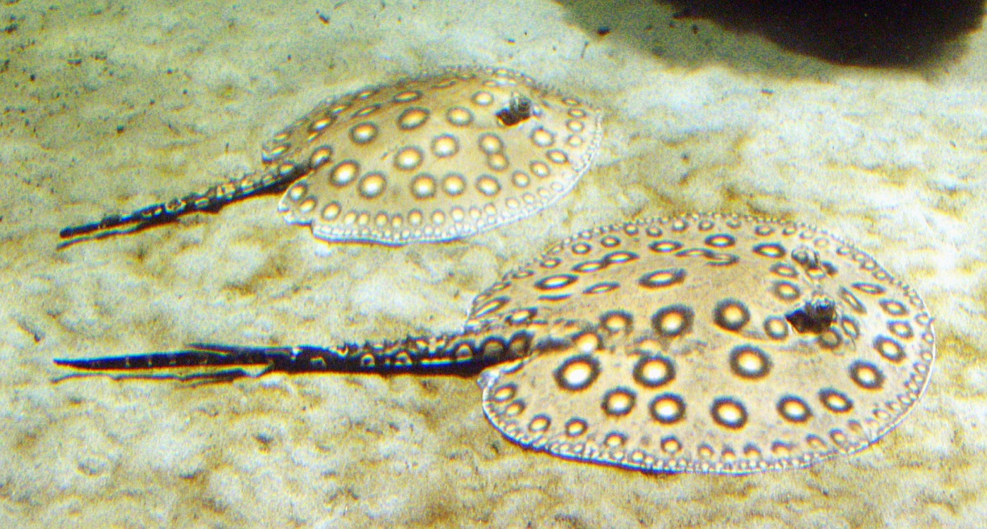 Raya de río (Potamotrygon motoro)