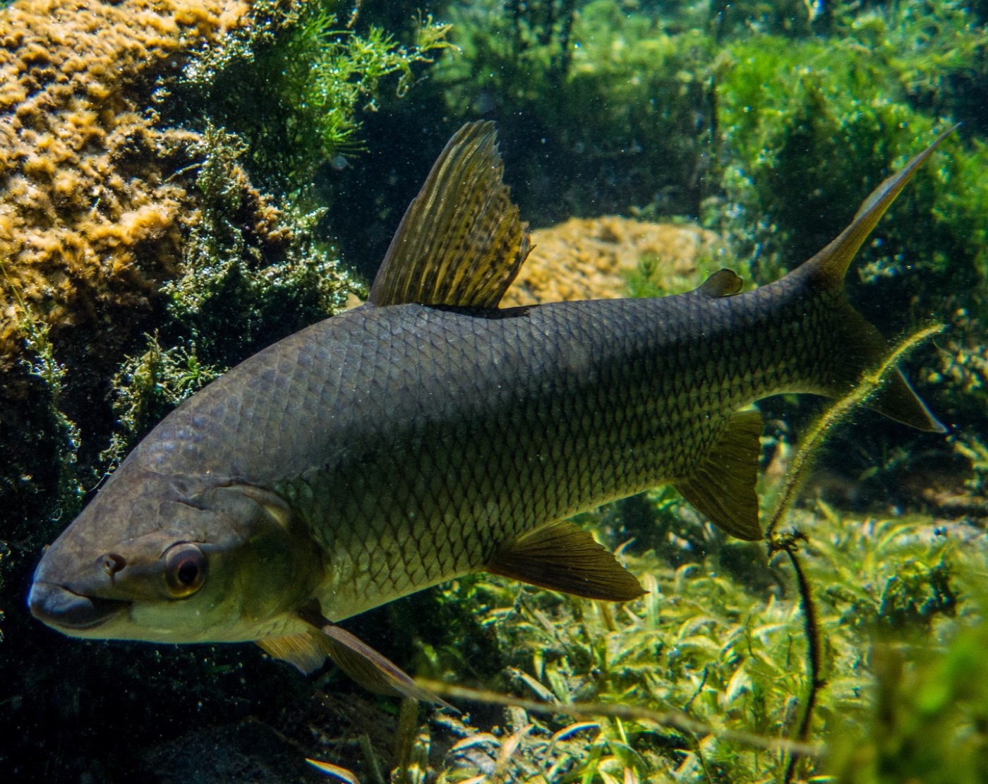 Sábalo (Prochilodus lineatus)