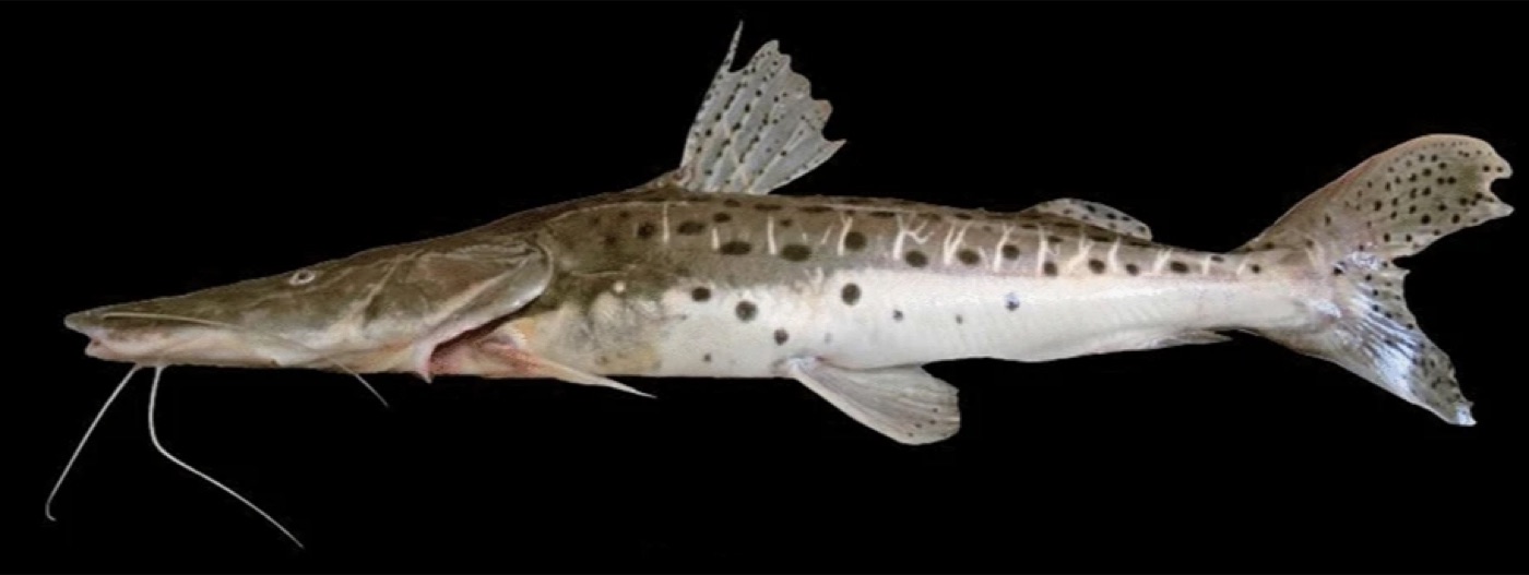 Surubí manchado (Pseudoplatystoma corruscans)