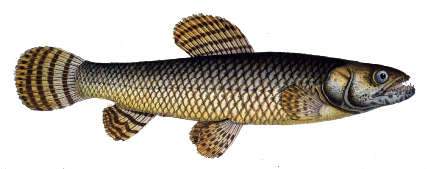 Tararira (Hoplias argentinensis)
