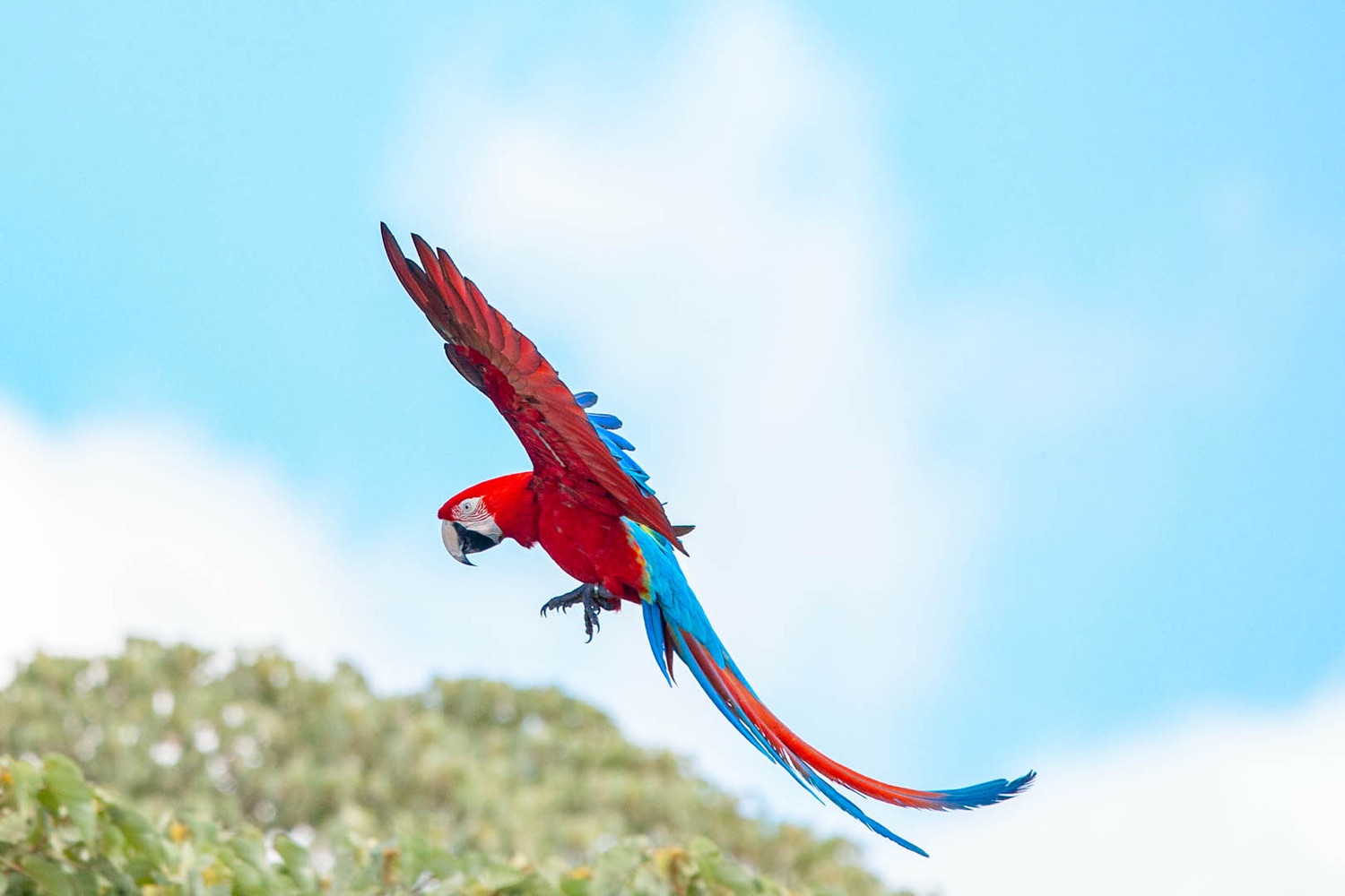 Portal Cambyretá: el único lugar de Argentina con guacamayo rojo salvaje