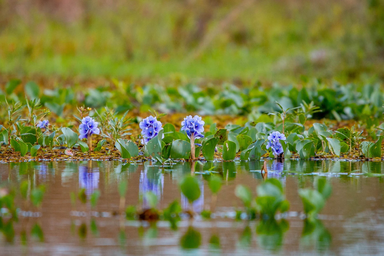 Camalotes en flor sobre el espejo de agua en los Esteros del Iberá