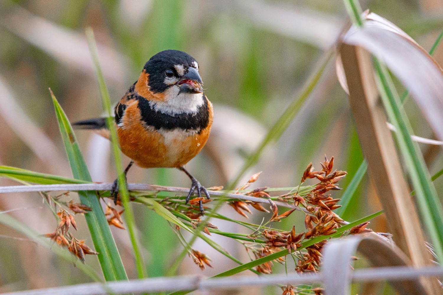 Corbatita común posado sobre los juncos en los Esteros del Iberá