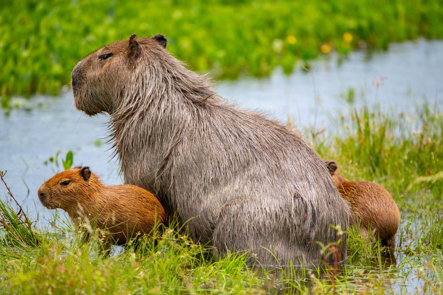 Familia de carpinchos en el bañado (foto: Matías Rebak)