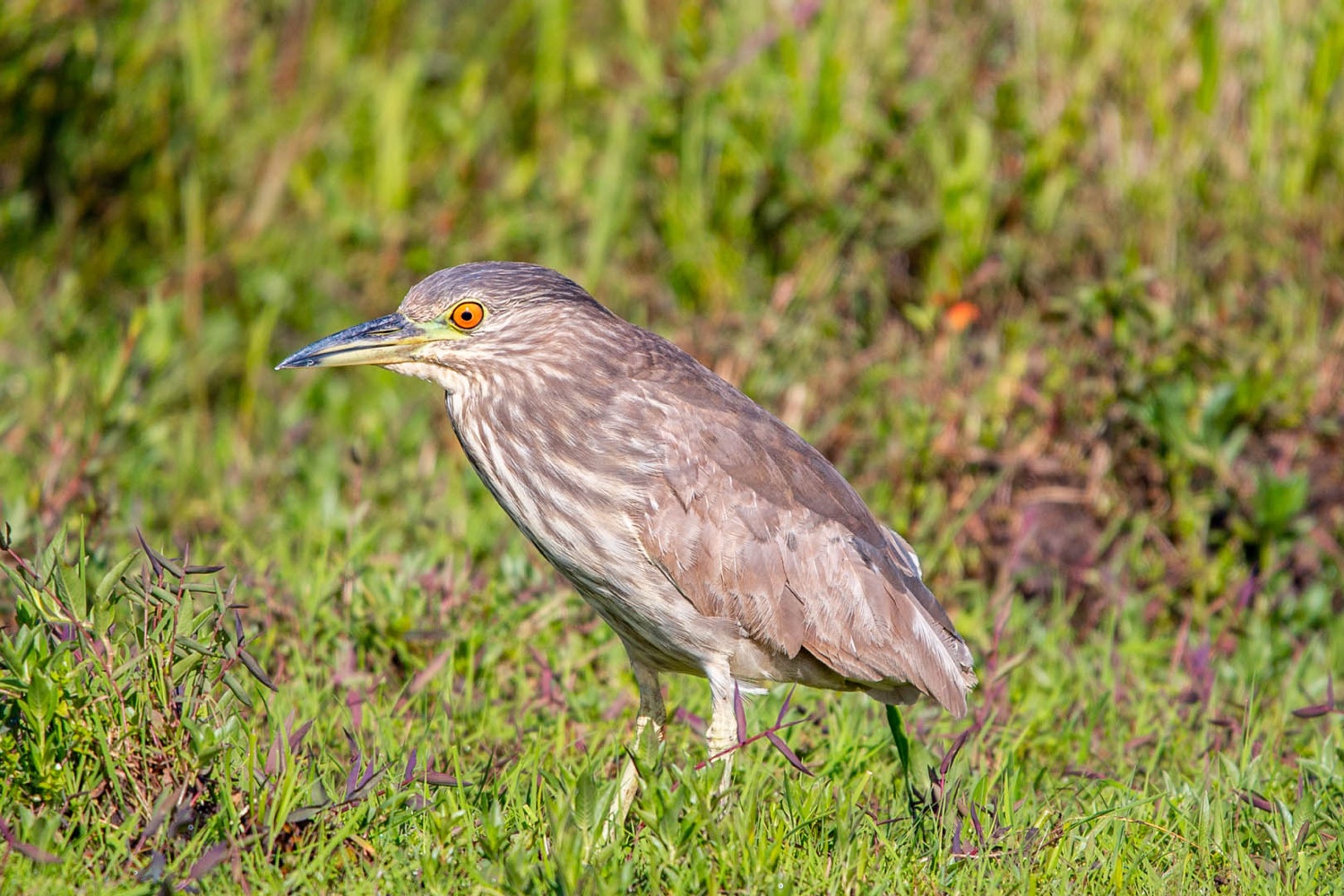 Garza bruja juvenil al borde del estero (foto: Matías Rebak)