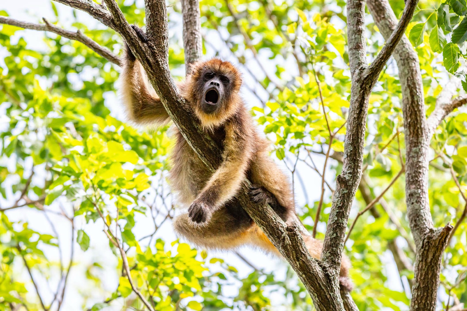 Mono carayá aullando en la selva paranaense (foto: Matías Rebak)