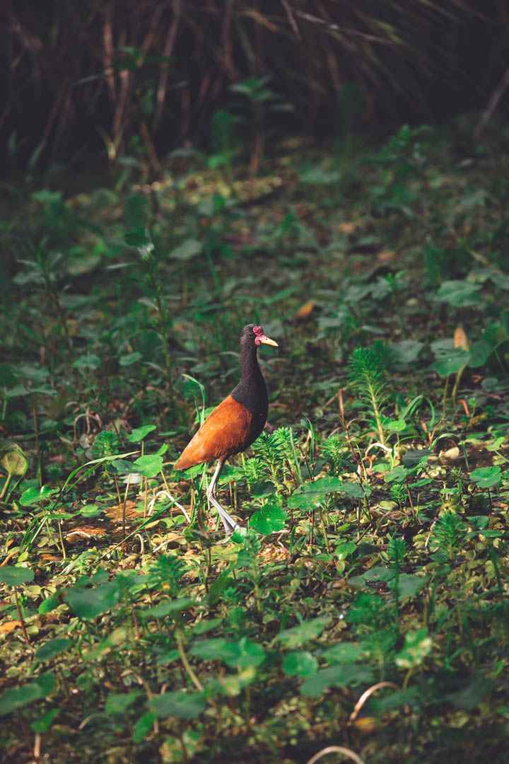 Jacana caminando entre la vegetación acuática