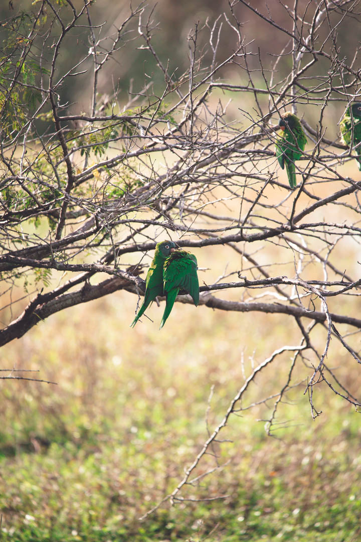 Cotorras verdes posadas en el monte nativo