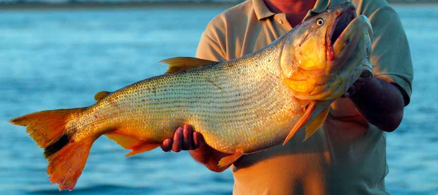 Dorado (Salminus brasiliensis)