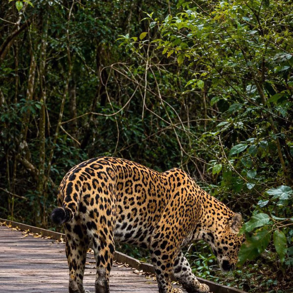 Yaguareté joven caminando sobre la pasarela